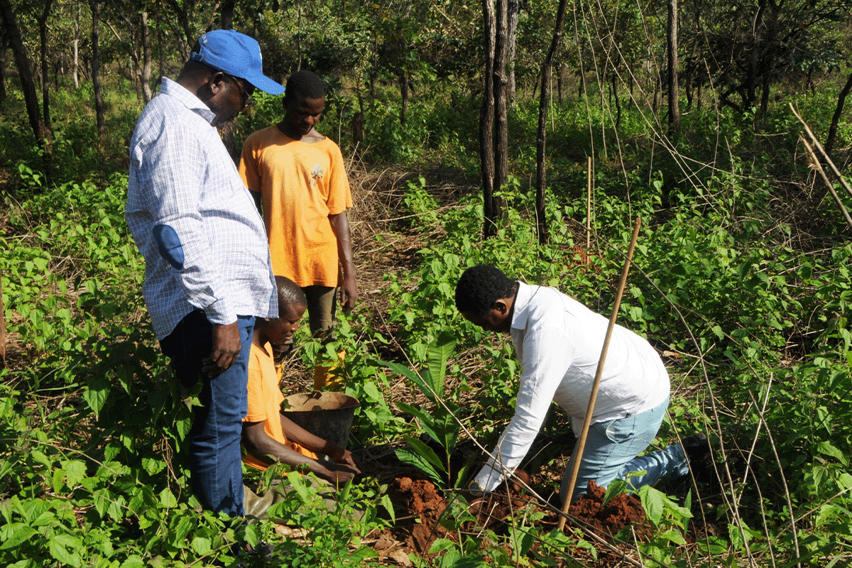 Greenzone Reforestation Project cashew trees thriving in our latest